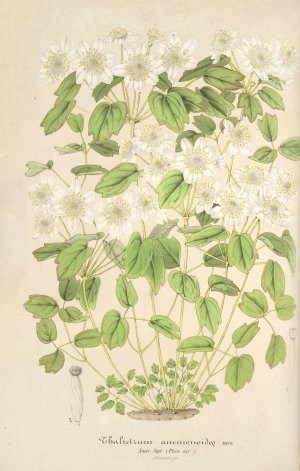 Thalictrum anemonoides by Charles Antoine Lemaire Oil Painting