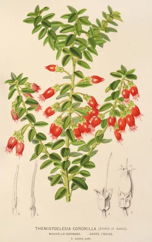 Themistoclesia coronilla Oil painting by Charles Antoine Lemaire