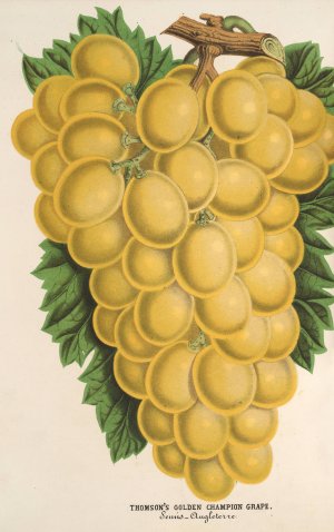 Thomson's Golden Champion Grape by Charles Antoine Lemaire Oil Painting