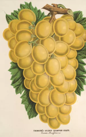 Thomson's Golden Champion Grape by Charles Antoine Lemaire Oil Painting
