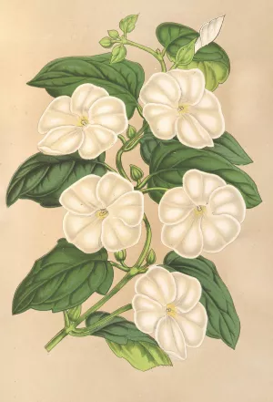 Thunbergia fragrans by Charles Antoine Lemaire Oil Painting
