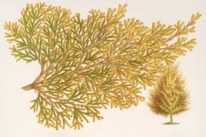 Thuya orientalis by Charles Antoine Lemaire Oil Painting