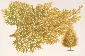 Thuya orientalis by Charles Antoine Lemaire Oil Painting