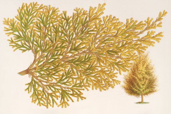 Thuya orientalis  by Charles Antoine Lemaire - Hand-Painted Oil Painting Reproduction