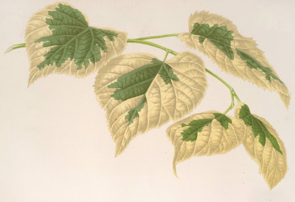 Tilia parvifolia, var. fol. varieg  by Charles Antoine Lemaire - Hand-Painted Oil Painting Reproduction