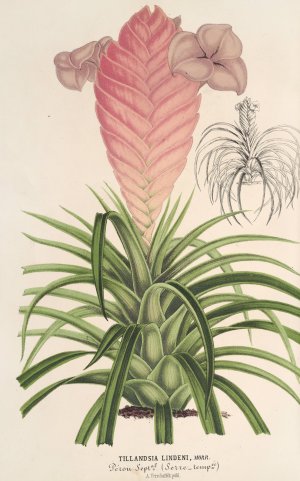 Tilllandsia Lindeni by Charles Antoine Lemaire Oil Painting