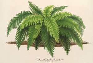 Todea by Charles Antoine Lemaire Oil Painting
