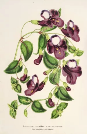 Torenia asiatica by Charles Antoine Lemaire Oil Painting