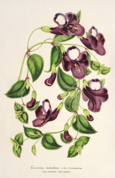 Torenia asiatica  by Charles Antoine Lemaire - Hand-Painted Oil Painting Reproduction