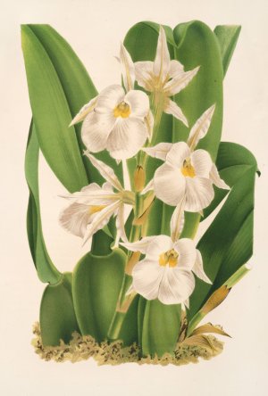 Trichopilia fragrans nobilis by Charles Antoine Lemaire Oil Painting