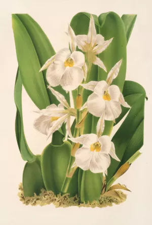 Trichopilia fragrans nobilis by Charles Antoine Lemaire Oil Painting
