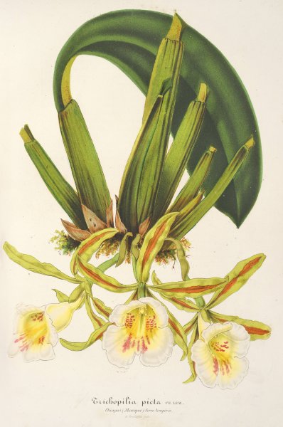 Main Product Photo of Trichopilia picta  Painting by Charles Antoine Lemaire