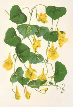 TropOolum chrysanthum Oil painting by Charles Antoine Lemaire