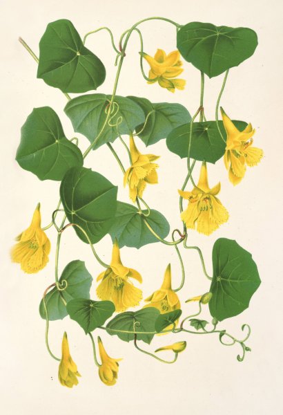 TropOolum chrysanthum  by Charles Antoine Lemaire - Hand-Painted Oil Painting Reproduction