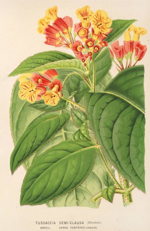 Tussaccia semi-clausa Oil painting by Charles Antoine Lemaire
