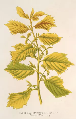 Ulmus campestris, var. aurea Oil painting by Charles Antoine Lemaire