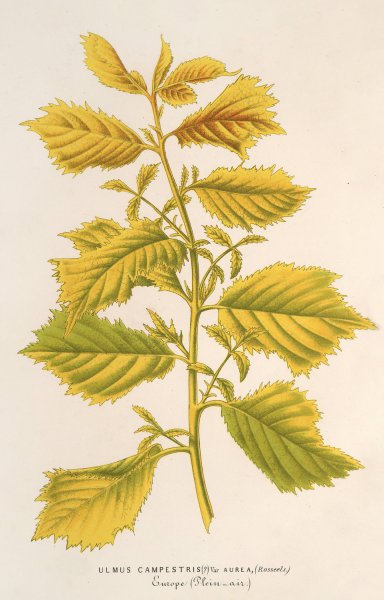 Ulmus campestris, var. aurea  by Charles Antoine Lemaire - Hand-Painted Oil Painting Reproduction