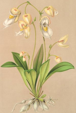 Utricularia montana by Charles Antoine Lemaire Oil Painting
