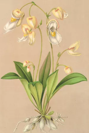Utricularia montana Oil painting by Charles Antoine Lemaire