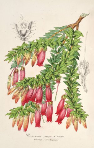 Vaccinium serpens by Charles Antoine Lemaire Oil Painting
