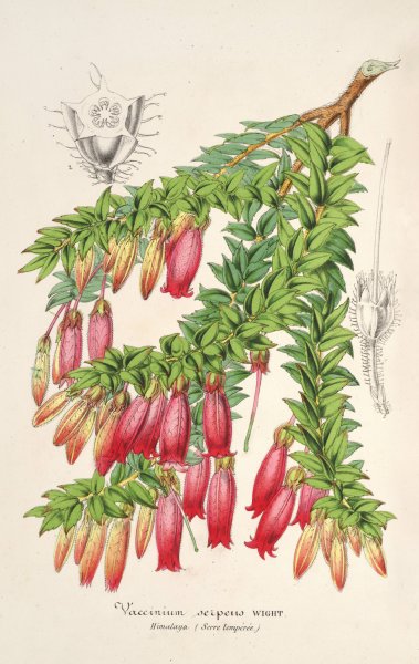 Vaccinium serpens  by Charles Antoine Lemaire - Hand-Painted Oil Painting Reproduction