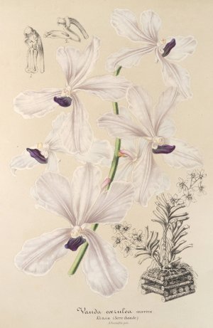 Vanda caerulea by Charles Antoine Lemaire Oil Painting