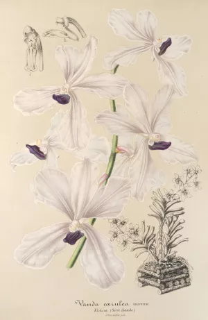 Vanda caerulea by Charles Antoine Lemaire Oil Painting