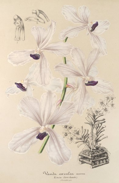 Vanda caerulea  by Charles Antoine Lemaire - Hand-Painted Oil Painting Reproduction