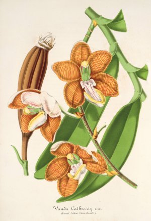 Vanda Cathearty by Charles Antoine Lemaire Oil Painting