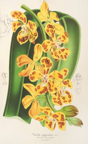 Vanda gigantea Oil painting by Charles Antoine Lemaire