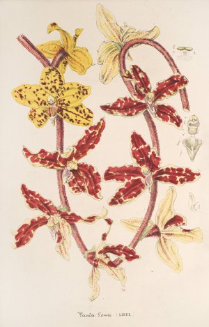 Vanda Lowii Lindl. Oil painting by Charles Antoine Lemaire