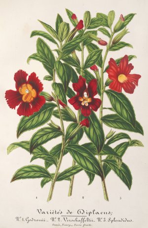 Varietes de Diplacus by Charles Antoine Lemaire Oil Painting