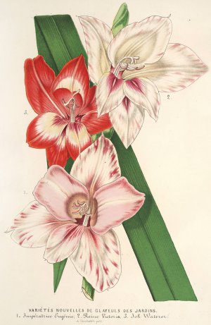 Varietes nouvelles de Glayeuls des jardins by Charles Antoine Lemaire Oil Painting