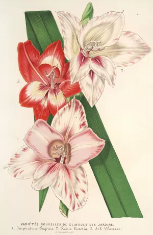 Varietes nouvelles de Glayeuls des jardins Oil painting by Charles Antoine Lemaire