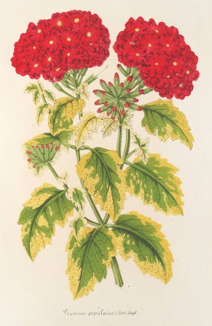 Verveine panachee, dite populaire Oil painting by Charles Antoine Lemaire