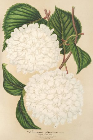 Viburnum plicatum by Charles Antoine Lemaire Oil Painting