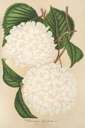 Viburnum plicatum by Charles Antoine Lemaire Oil Painting