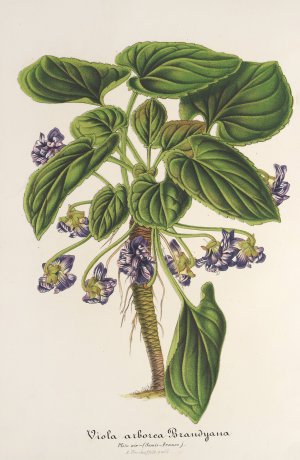 Viola arborea Brandyana by Charles Antoine Lemaire Oil Painting