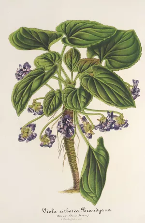 Viola arborea Brandyana by Charles Antoine Lemaire Oil Painting