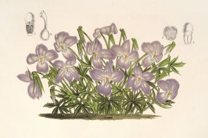 Viola pedata by Charles Antoine Lemaire Oil Painting