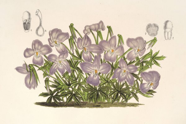 Viola pedata  by Charles Antoine Lemaire - Hand-Painted Oil Painting Reproduction