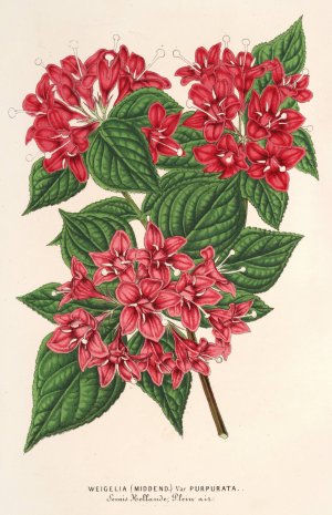 Weigelia Middendorffiana, var. purpurata by Charles Antoine Lemaire Oil Painting
