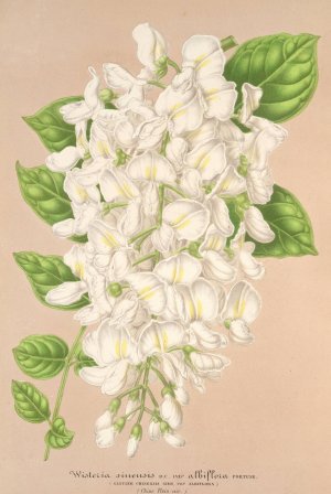 Wisteria sinensis DC. var. albiflora by Charles Antoine Lemaire Oil Painting