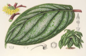 Witheringia pogonandra by Charles Antoine Lemaire Oil Painting