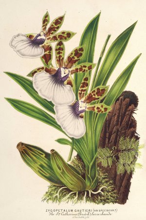 Zygopetalum Gautieri Oil painting by Charles Antoine Lemaire