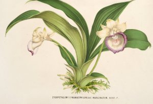 Zygopetalum by Charles Antoine Lemaire Oil Painting