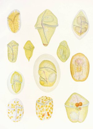 The free-living unarmored dinoflagellata 1 by Charles Atwood Kofoid Oil Painting