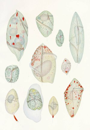 The free-living unarmored dinoflagellata 10 by Charles Atwood Kofoid Oil Painting