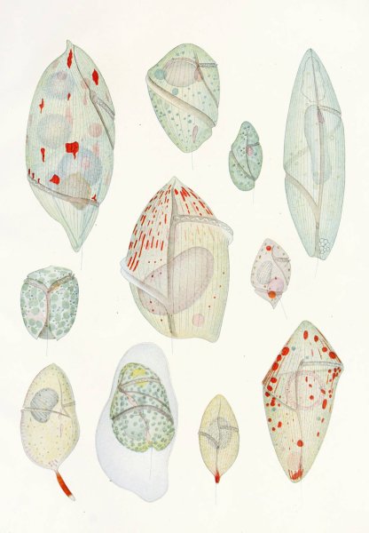 Main Product Photo of The free-living unarmored dinoflagellata 10  Painting by Charles Atwood Kofoid