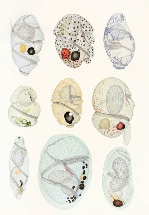 The free-living unarmored dinoflagellata 11 by Charles Atwood Kofoid Oil Painting